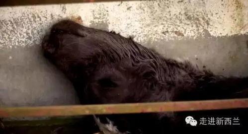 大量偷拍国产一视频,揭秘大量国产偷拍视频背后的黑暗面