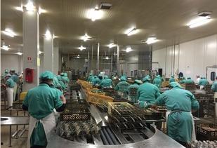 国产罐头工厂视频下载,高效自动化，传承美味时光