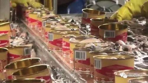 国产罐头工厂视频下载,高效自动化，传承美味时光