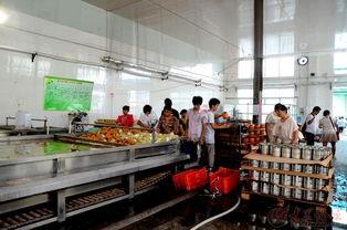 国产罐头工厂视频下载,高效自动化，传承美味时光