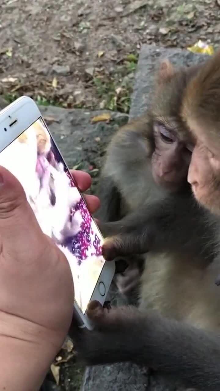 国产小猴子视频大全,视频大全集锦