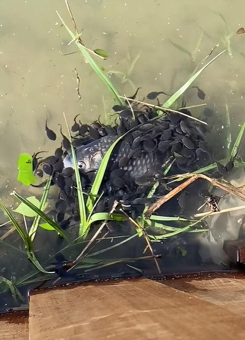 蝌蚪视频国产,蝌蚪视频引领国产内容新潮流