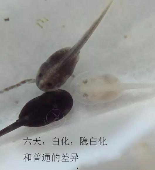 蝌蚪视频国产,蝌蚪视频引领国产内容新潮流