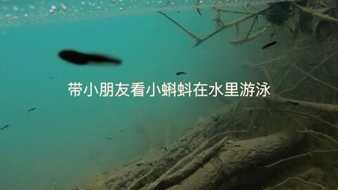 蝌蚪视频国产,蝌蚪视频引领国产内容新潮流