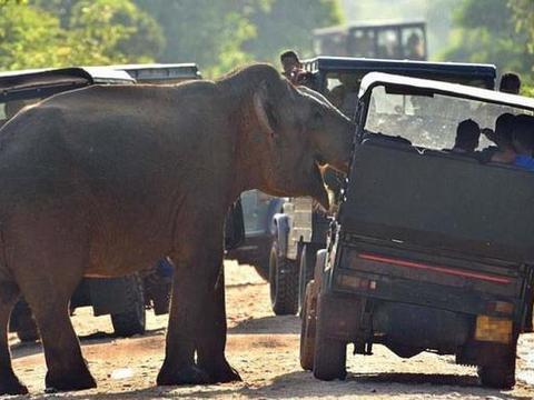 国产 大象视频,揭秘中国影视产业的创新力量