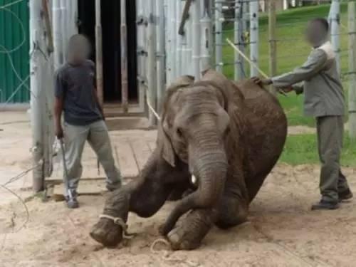 国产 大象视频,揭秘中国影视产业的创新力量