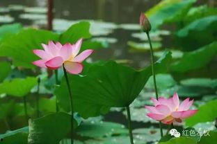 国产露脸精品视频观看荷花,国产露脸精品视频中的荷花之美