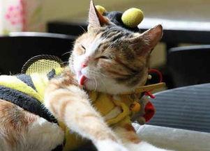 国产猫罐头事件视频