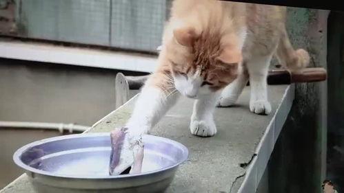 国产猫罐头事件视频