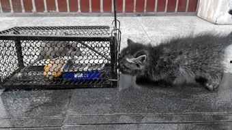 国产捕鼠神器视频,一招制胜，轻松告别鼠患