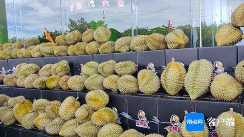 海南国产榴莲品鉴视频,国产榴莲品鉴之旅