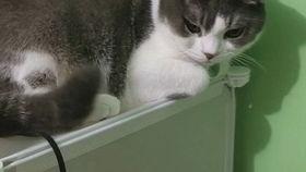 国产猫粘人吗图片高清视频,揭秘粘人小妖精的可爱瞬间