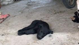 国产黑狗大骨架视频播放,揭秘神秘生物的壮丽身姿