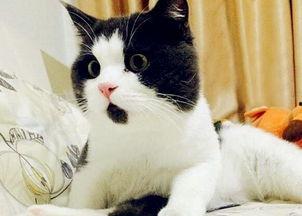 国产柚子猫大尺度视频  第1张