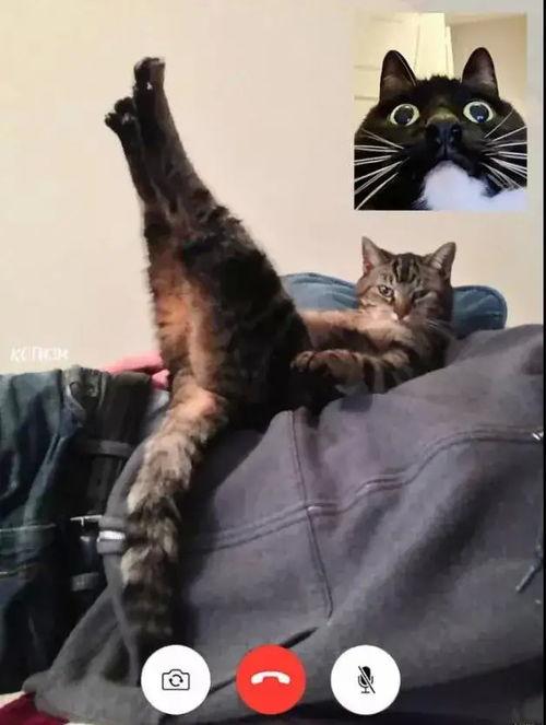 国产柚子猫大尺度视频  第2张