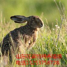 最新国产中文野兔视频在线,探寻自然之美，感受野性魅力  第1张