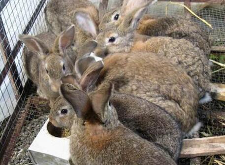 最新国产中文野兔视频在线,探寻自然之美，感受野性魅力  第3张