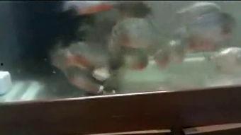 食人鱼视频国产版  第1张