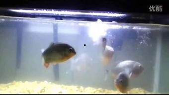 食人鱼视频国产版  第2张