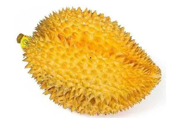 国产榴莲湛江能种吗视频,探索热带果王在我国的种植可能性