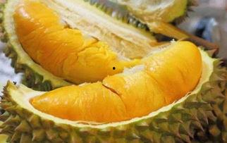 国产榴莲湛江能种吗视频,探索热带果王在我国的种植可能性  第3张