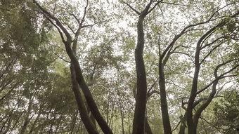 国产树木里老年公开视频