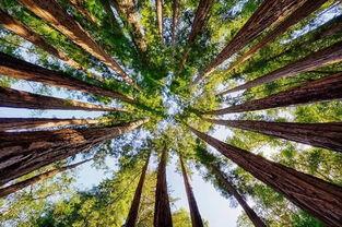 国产树木里老年公开视频  第2张