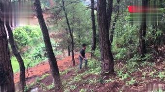 国产树木里老年公开视频  第3张