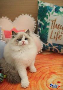 国产猫咪精品视频,萌态百出，治愈你的心灵  第3张