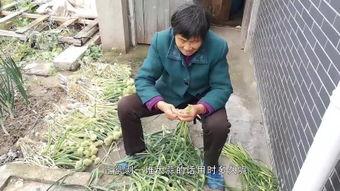 国产干老人视频,揭秘老年生活新风尚  第2张