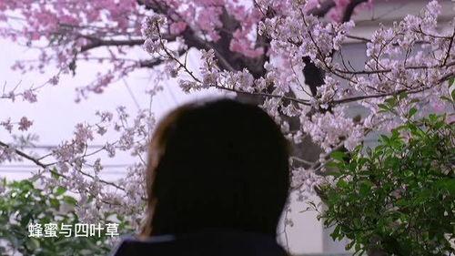 樱花场面视频在线观看国产,国产樱花视频中的浪漫时光  第1张