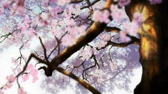 樱花场面视频在线观看国产,国产樱花视频中的浪漫时光  第2张