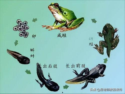 蝌蚪国产视窝视频在线,蝌蚪视频带你领略国内影视盛宴  第1张