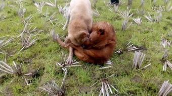 国产猛犬合集视频,盘点热血沸腾的猛犬合集