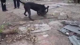 国产猛犬合集视频,盘点热血沸腾的猛犬合集  第2张