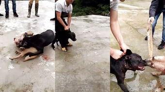 国产猛犬合集视频,盘点热血沸腾的猛犬合集  第3张