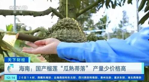 国产青草视频  第2张